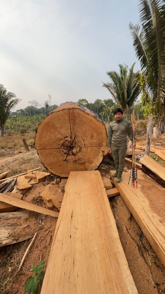 August 2024 Illegal felling of trees and cutting of timber logs